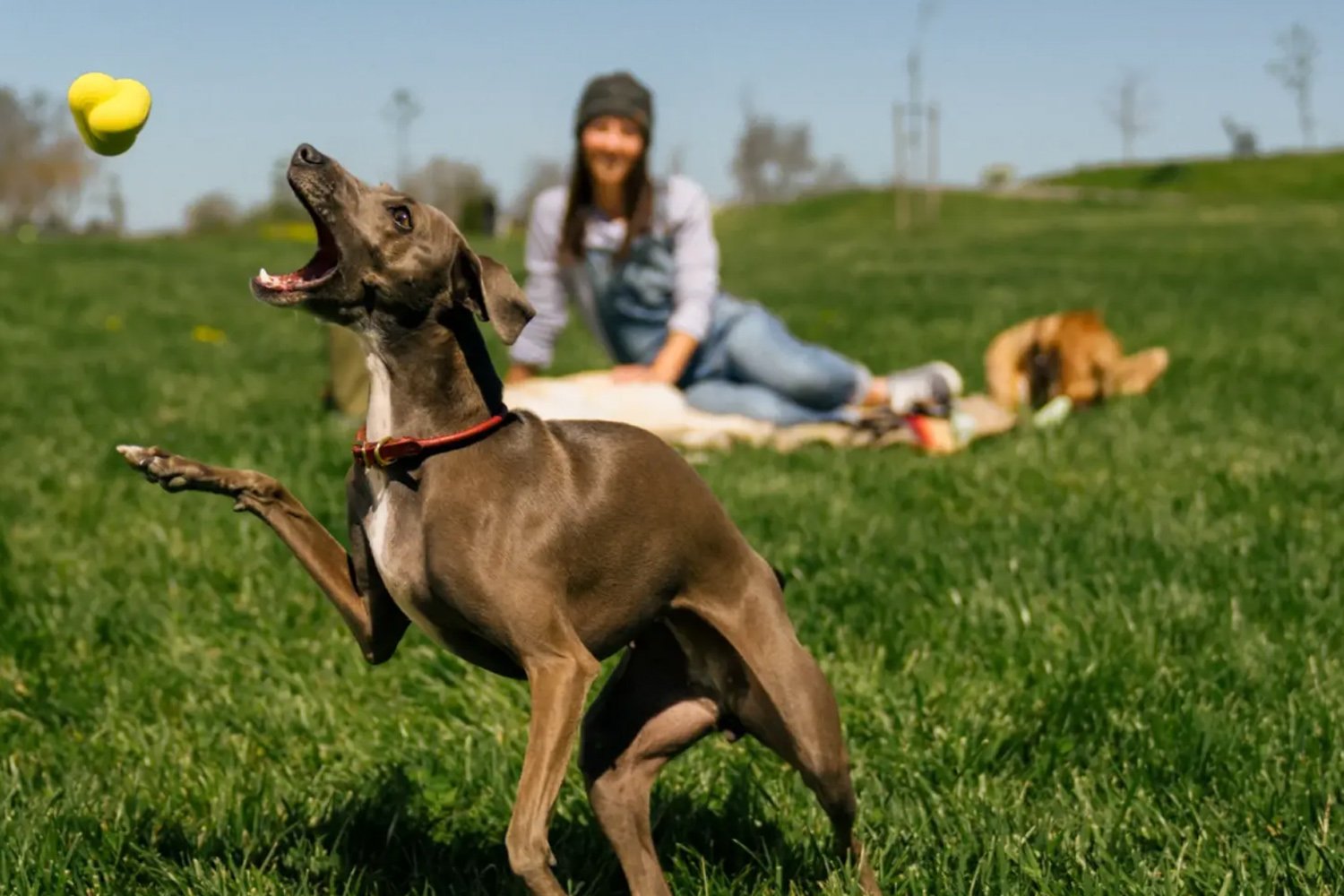 How to Teach Your Dog to Play Fetch